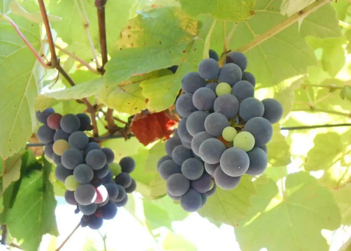 Watermill Moinho Garcia * Pinheiro da Bemposta